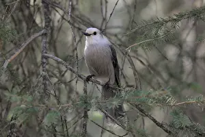 Taiga: Gray Jay on branch