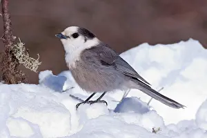 Perisoreus: Gray Jay - in snow