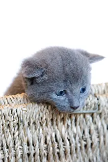 Ropes: Gray kitten in a basket made of rope on white background
