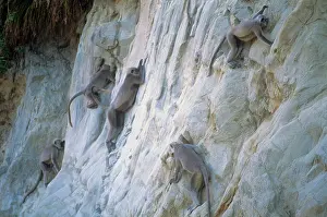 Zoopharmacognosy: Gray Langurs / Tarai Gray Langur / Hanuman langur