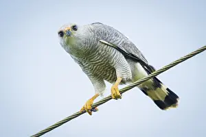Electric: Gray-lined Hawk (Buteo nitidus), perched on roadside