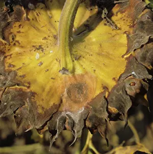 Mold: Gray Mold (Botrytis cinerea) on Sunflower