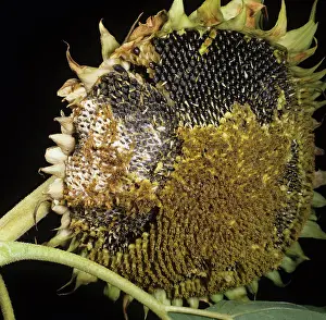 Mold: Gray Mold (Botrytis cinerea) on Sunflower