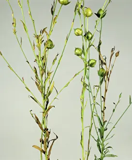 Mold: Gray mold necrosis on Linseed