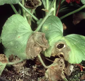 Mold: Gray Mold on Pelargonium