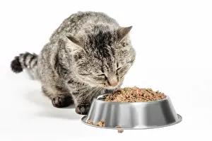 Metal: Gray mongrel cat with a bowl of dry food on a white