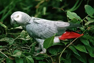 Psittacus: Gray Parrot