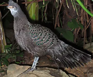 Himalayas: Gray Peacock Pheasant - widespread Himalayas eastwards