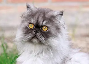 Glare: Gray Persian cat, portrait