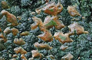 Populus: Gray Poplar