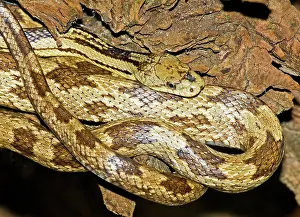 Runner: Gray Rat Snake
