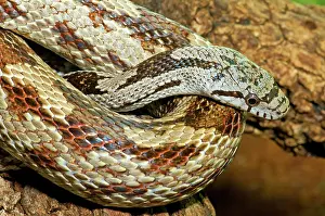 Runner: Gray Rat Snake