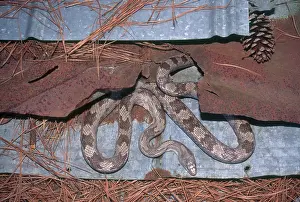 Pantherophis: Gray Rat Snake