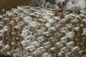 Elaphe: Gray Rat Snake Scales