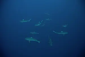 Carcharhinus: Gray reef shark (Carcharhinus amblyrhynchos), driving