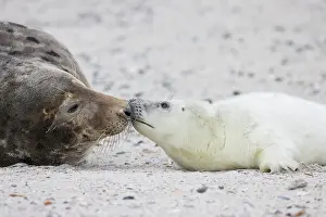 Pinnipeds: Gray Seal - adult female with pup - Germany