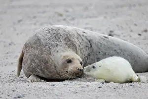 Pinnipeds: Gray Seal - adult female with pup - Germany