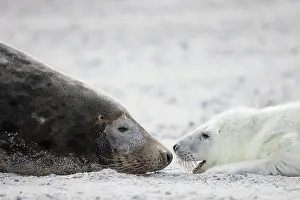 Pinnipeds: Gray Seal - adult female with pup - Germany