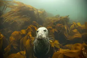 Thallophyta: Gray seal (Halichoerus grypus) in the middle of
