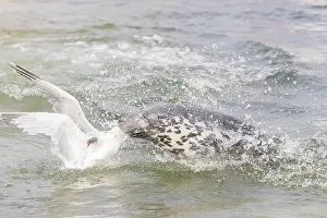 Herring: Gray Seal and a Herring Gull fight over a fish - Germany