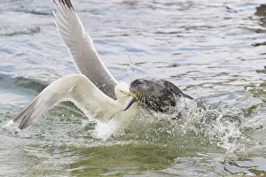 Herring: Gray Seal and a Herring Gull fight over a fish - Germany