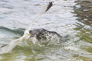 Herring: Gray Seal and a Herring Gull fight over a fish - Germany