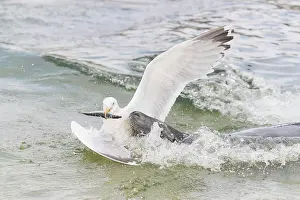 Herring: Gray Seal and a Herring Gull fight over a fish - Germany