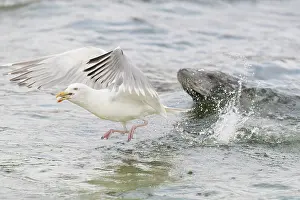 Herring: Gray Seal and a Herring Gull fight over a fish - Germany