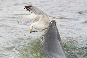Herring: Gray Seal and a Herring Gull fight over a fish - Germany