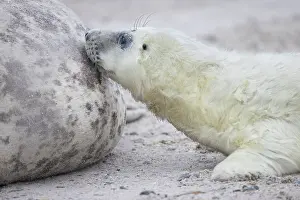 Seals: Gray Seal nursing