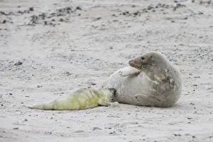 Seals: Gray Seal nursing