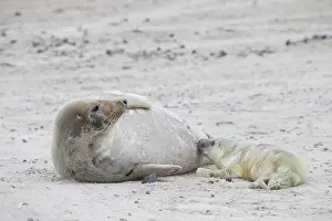 Seals: Gray Seal nursing
