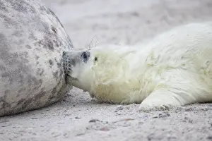 Seals: Gray Seal nursing