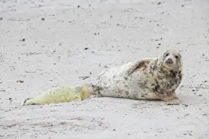 Seals: Gray Seal nursing