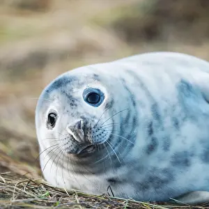 Donna: Gray Seal puppy (Halichoerus grypus), Donna Nook