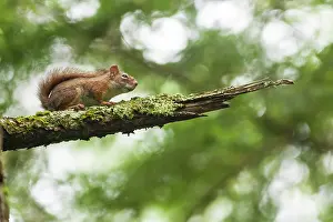 Carolinensis: Gray Squirrel on a branch, Wildlife Reserve Papineau-Labelle