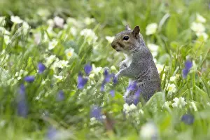 Campanula: Gray squirrel (Sciurus carolinensis) Grey squirrel