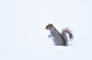 Carolinensis: Gray squirrel (Sciurus carolinensis) in the snow