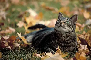 Smith: Gray tabby cat (Felis catus catus) and autumn