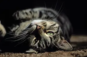 Patch: Gray tabby cat (Felis catus) in patch of
