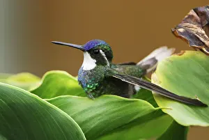 Lampornis: Gray-tailed Mountain-gem Hummingbird
