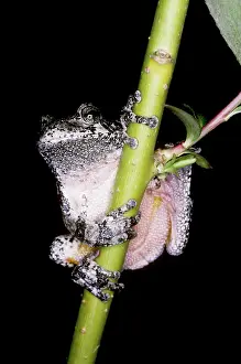 Toepad: Gray Tree Frog