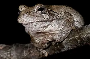 Oklahoma: Gray Tree Frog