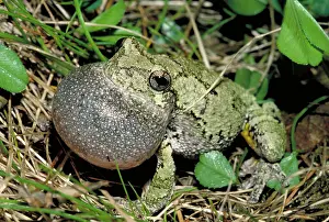 Inflated: Gray tree frog