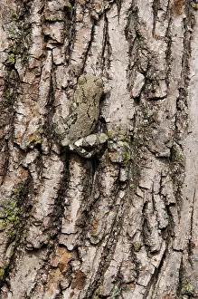 Cryptic: Gray Tree Frog