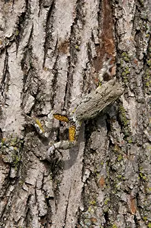 Cryptic: Gray Tree Frog