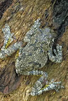Treefrogs: Gray tree frog