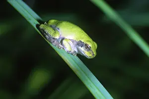 Hylid: Gray Tree Frog