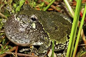 Attract: Gray Tree Frog - Calling to attract mate