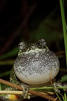 Attract: Gray Tree Frog - Calling to attract mate